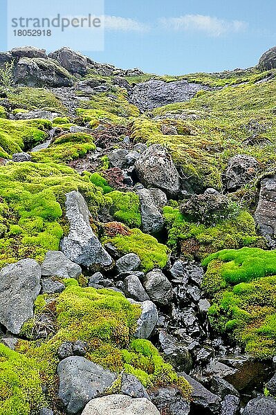 Moos-Landschaft  Island  Europa