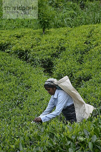 Teepflückerin  Teeplantage  Mount Harrow  Nuwara Eliya  Sri Lanka  Asien