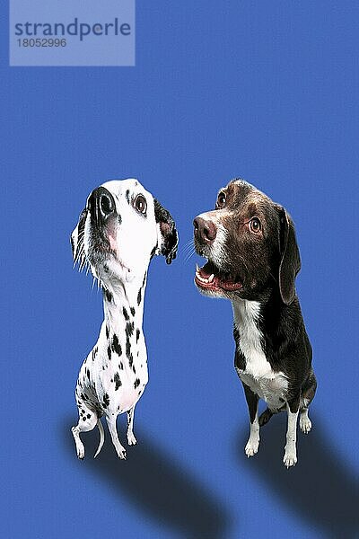 Dalmatiner und Mischlingshund (Tiere) (Humor) (humour) (sitzen) (sitting) (adult) (Freisteller) (Paar) (pair) (zwei) (two) (Objekt) (Säugetiere) (mammal) (Haushund) (domestic dog) (Haustier) (Heimtier) (pet) (von oben) (from above) (verzerrt) (distorted)