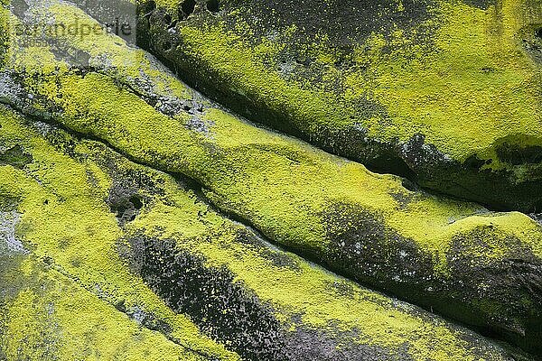 Schwefelstaubflechte  grünliche Goldstaubflechte (Chrysothrix chlorina) auf Sandsteinfelsen