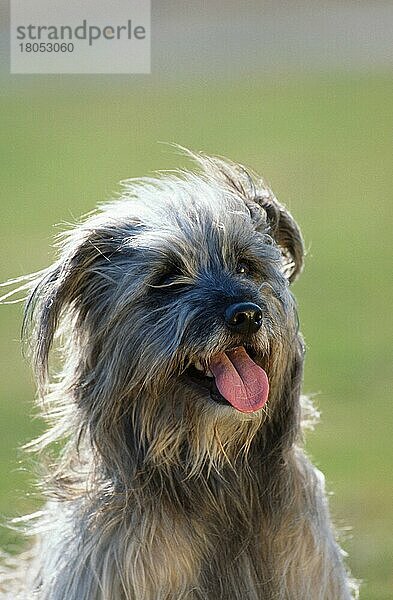 Pyrenäenschäferhund  Berger des Pyrenees  Pyrenean Shepherd (Pyrenäenschäferhund) (animals) (Säugetiere) (mammals) (Haushund) (domestic dog) (Haustier) (Heimtier) (pet) (außen) (outdoor) (frontal) (head-on) (von vorne) (Gegenlicht) (back light) (Porträt) (portrait) (langhaarig) (long-haired) (aufmerksam) (alert) (freundlich) (friendly) (hecheln) (panting) (adult) (Kopf) (head) Pyrenäen-Schäferhund  Pyrenäen-Schäferhund