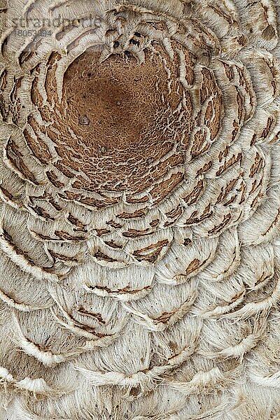 Macrolepiota procera  Riesenschirmling  Gemeiner Riesenschirmling (Macrolepiota procera)  Riesenschirmpilz  Parasolpilz  Pilze  Parasol mushroom (Lepiota procera) close up of umbo and flakes on cap