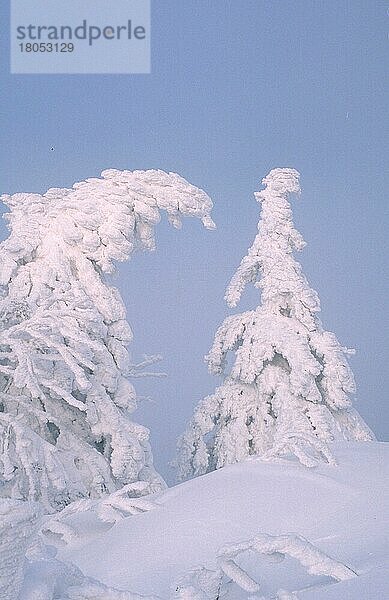 Snowcovered Trees  Schneebedeckte Bäume (Himmel) (sky) (Europa) (Winter) (Landschaften) (landscapes) (deciduous) (Nadelbaum) (Nadelbäume)  Lusen  Nationalpark Bayerischer Wald  Deutschland  Europa