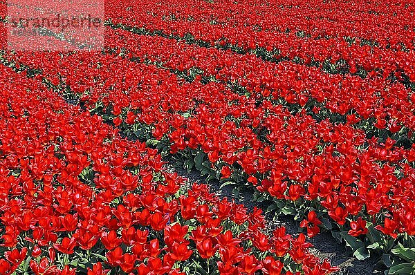 Tulpenfeld (Tulipa) bei Lisse  Niederlande  Europa