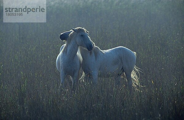 Camarguepferde  Paar  Pflege  Camargue Horses  pair  grooming (Säugetiere) (Haustier) (Nutztier) (farm animal) (domestic) (Huftiere) (hoofed animals) (Pferde) (horses) (Unpaarhufer) (romantisch) (außen) (outdoor) (Gegenlicht) (back light) (weiß) (white) (Schimmel) (adult) (zärtlich) (tender) (two) (Zuneigung) (Querformat) (horizontal) (stehen) (standing)