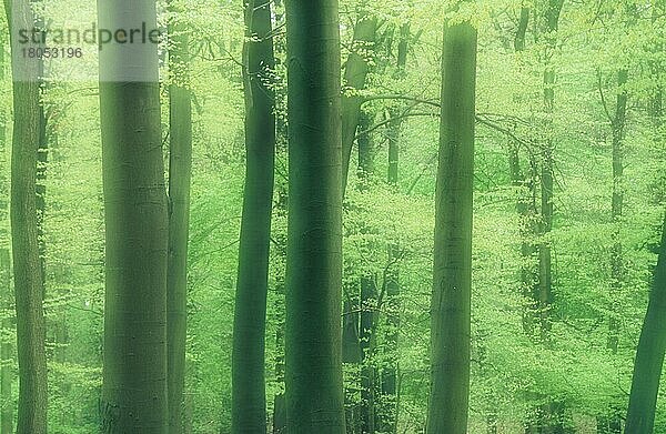 Laubwald im Frühling  Nordrhein-Westfalen  Deutschland (Fagus sylvatica)  Europa  Ausschnitt  Detail  Doppelbelichtung  grün  Querformat  horizontal