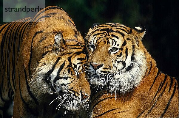Sumatratiger (Panthera tigris sumatrae)  Begrüßung