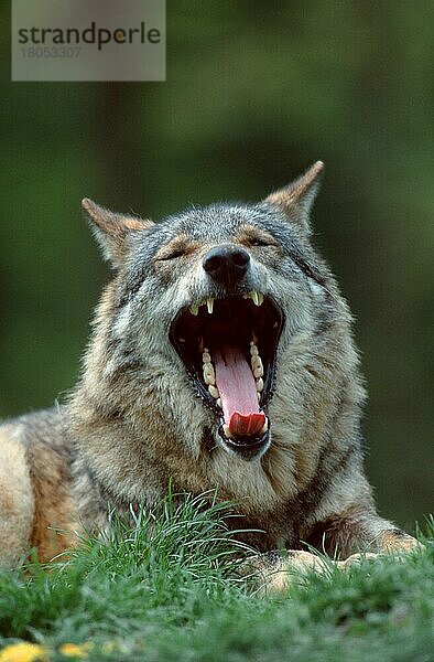 Wolf (Canis lupus)  gähnend  yawning