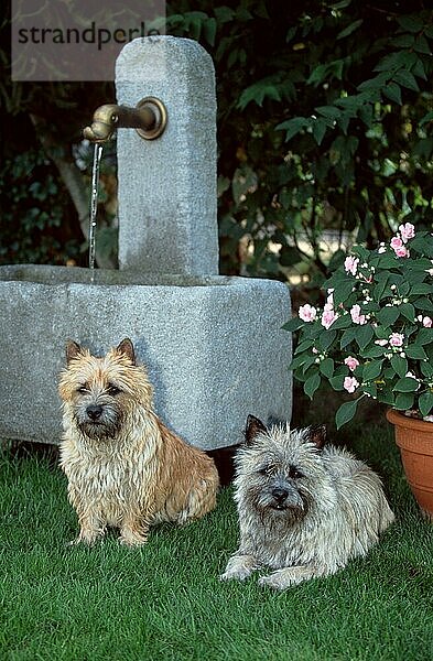 Cairn-Terrier  rot und weizenfarbig  vor Brunnen  Cairn Terrier  red and wheaten  in front of fountain (animals) (außen) (outdoor) (frontal) (head-on) (von vorne) (Garten) (Wiese) (meadow) (Sommer) (summer) (liegen) (lie) (lying) (sitzen) (sitting) (adult) (Paar) (pair) (zwei) (two) (Säugetiere) (mammals) (Haushund) (domestic dog) (Haustier) (Heimtier) (pet) (gestromt) (brindle)