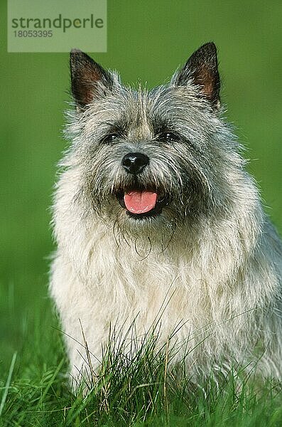 Cairn Terrier  wheaten  Cairn-Terrier  weizenfarbig (Saeugetiere) (mammals) (animals) (Haushund) (domestic dog) (Haustier) (Heimtier) (pet) (außen) (outdoor) (frontal) (head-on) (von vorne) (Wiese) (meadow) (freundlich) (friendly) (sitzen) (sitting) (adult)