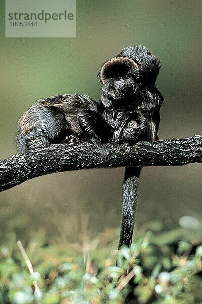 Goeldi's Monkeys  Callimicos  putzend  Springtamarine (Callimico goeldii)  kraulen sich (Tiere) (außen) (outdoor) (Ast) (frontal) (head-on) (von vorne) (seitlich) (side) (adult) (Krallenäffchen) (South America) (liegen) (lie) (lying) (sitzen) (sitting) (adult) (Paar) (pair) (zwei) (two) (Säugetiere) (mammals) (Affen) (Primaten) (Zuneigung) (affection)