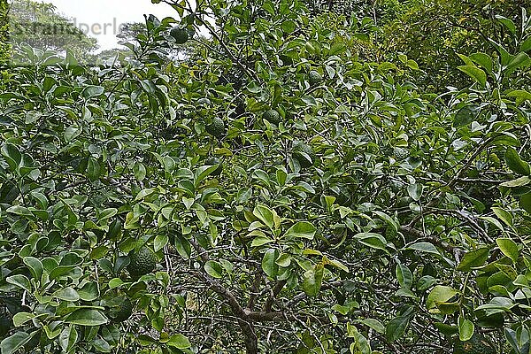 Rauhschalenorange (Citrus)  Insel Mahe  Seychellen  Afrika