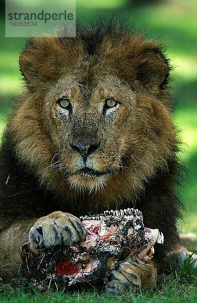 Löwe (Panthera leo)  männlich  mit Beute  Lion  male  with preynischer Löwe