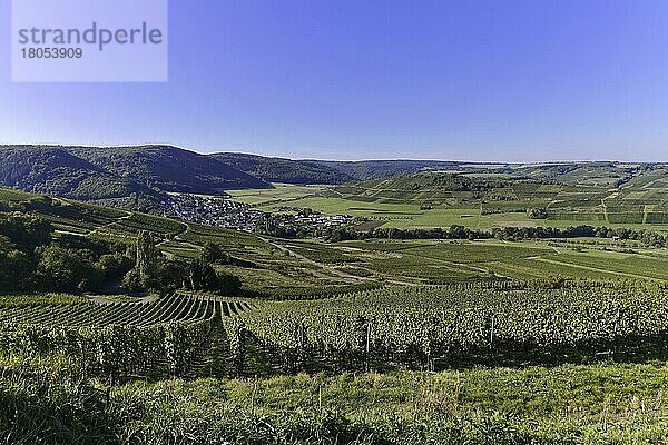 Weinberge an der Mosel  Bernkastel-Kues  Rheinland Pfalz  Deutschland  Europa