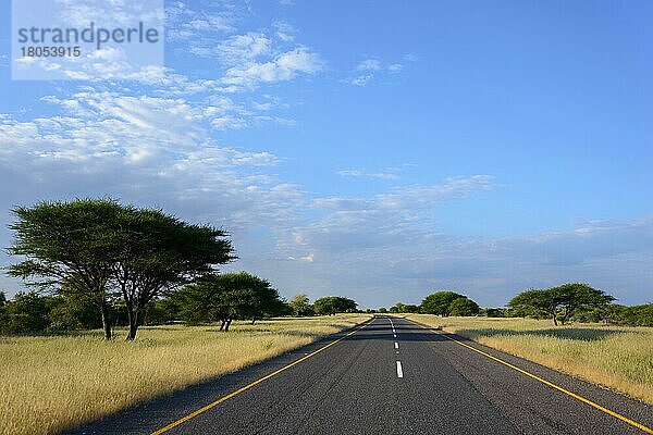 Straße A3 zwischen Ghanzi und Kuke  Botswana  Afrika