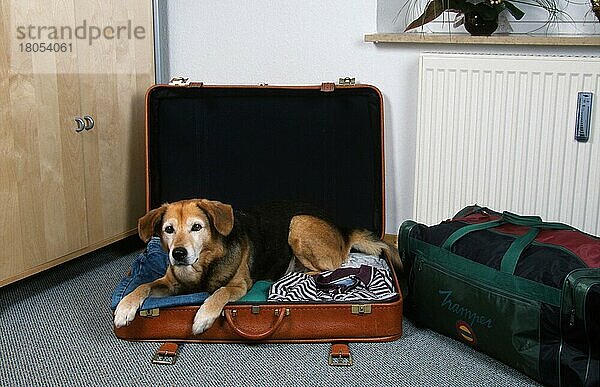 Alter Mischlingshund im Koffer