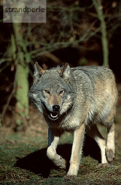 Wolf (Canis lupus)  laufend  walking