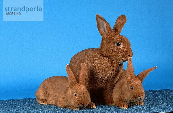 Rabbit with youngs  Rotes Neuseelaenderkaninchen mit Jungtieren  Rotes Neuseeländerkaninchen  Roter Neuseeländer  animals  Säugetiere  mammals  Nagetiere  rodents  rabbits  Haustier  Heimtier  pet  frontal  head-on  von vorne  innen  Studio  liegen  lie  lying  sitzen  sitting  adult  Familie  family  Mutter & Kind  mother & baby  Gruppe  group  drei  three  Querformat  horizontal  Freisteller  Objekt) Kaninchen