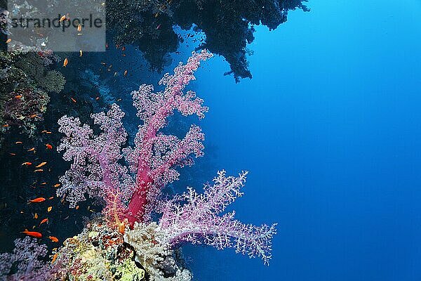 Klunzingers Weichkoralle (Dendronephthya klunzingeri) auf einem Korallenriff-Vorsprung  unter Überhang  Ras Muhammed National Park  Sharm el Sheikh  Rotes Meer  Sinai  Ägypten  Afrika