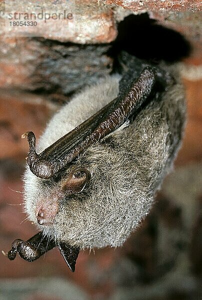 Wasserfledermaus  Wasserfledermäuse (Myotis daubentonii)  Fledermäuse  Säugetiere  Tiere  Daubenton's bat hanging in cellar to hibernate in winter