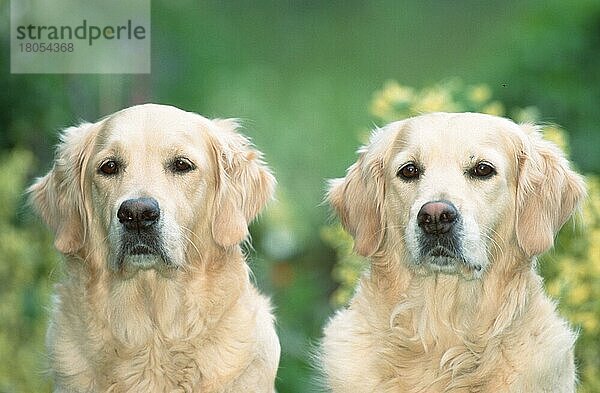 Golden Retriever  pair  Paar (Saeugetiere) (mammals) (animals) (Haushund) (domestic dog) (Haustier) (Heimtier) (pet) (außen) (outdoor) (frontal) (head-on) (von vorne) (Porträt) (portrait) (sitzen) (sitting) (adult) (zwei) (two) (Querformat) (horizontal)