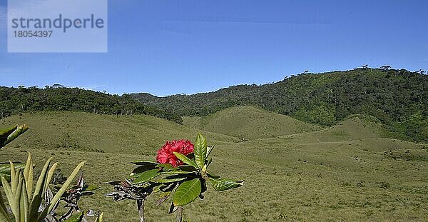 Baum-Rhododendron (Rhododendron arboreum)  Horton Plains  Sri Lanka  Asien