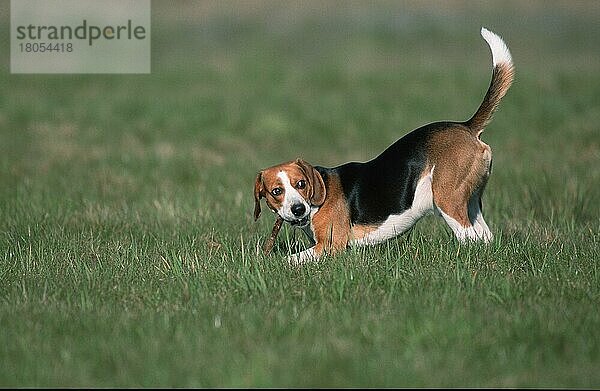 Beagle spielt mit Ast