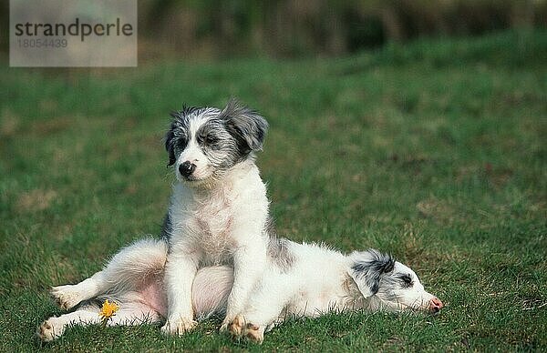 Mischlingshunde  Welpen  8 Wochen alt  Mixed Breed Dogs  puppies  8 weeks old (animals) (Säugetiere) (mammals) (Haushund) (domestic dog) (Haustier) (Heimtier) (pet) (außen) (outdoor) (frontal) (head-on) (von vorne) (seitlich) (side) (Humor) (humour) (Wiese) (meadow) (liegen) (lie) (lying) (sitzen) (sitting) (Jungtier) (young) (puppy) (Paar) (pair) (zwei) (two) (Querformat) (horizontal)