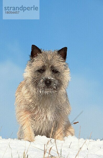 Cairn-Terrier  weizenfarbig  im Winter  Cairn Terrier  wheaten  in winter (animals) (außen) (outdoor) (frontal) (head-on) (von vorne) (Schnee) (snow) (Winter) (aufmerksam) (alert) (neugierig) (curious) (sitzen) (sitting) (adult) (Säugetiere) (mammals) (Haushund) (domestic dog) (Haustier) (Heimtier) (pet) (gestromt) (brindle) (struppig) (shaggy) (Humor) (humour)