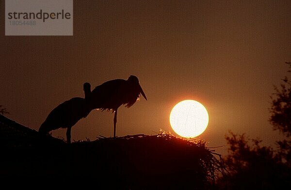 Weißstorch (Ciconia ciconia)  Paar im Nest bei Sonnenuntergang  Camargue  Frankreich  Europa