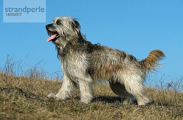 Pyrenäenschäferhund  Berger des Pyrenees  Pyrenean Shepherd (Pyrenäenschäferhund) (animals) (Säugetiere) (mammals) (Haushund) (domestic dog) (Haustier) (Heimtier) (pet) (Frankreich) (France) (außen) (outdoor) (seitlich) (side) (Wiese) (meadow) (langhaarig) (long-haired) (freundlich) (friendly) (hecheln) (panting) (stehen) (standing) (adult) (Querformat) (horizontal) Pyrenäen-Schäferhund  Pyrenäen-Schäferhund
