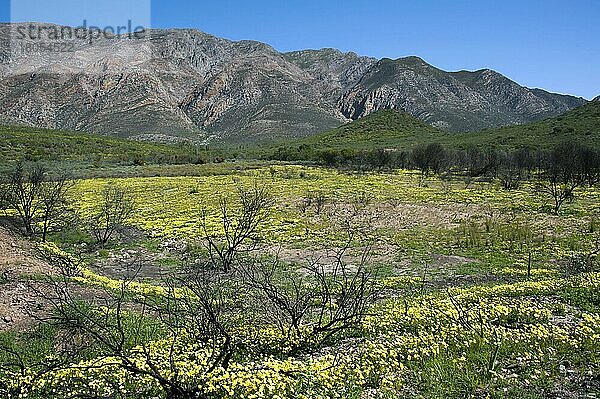 Berge  Montagu  Westkap  Südafrika