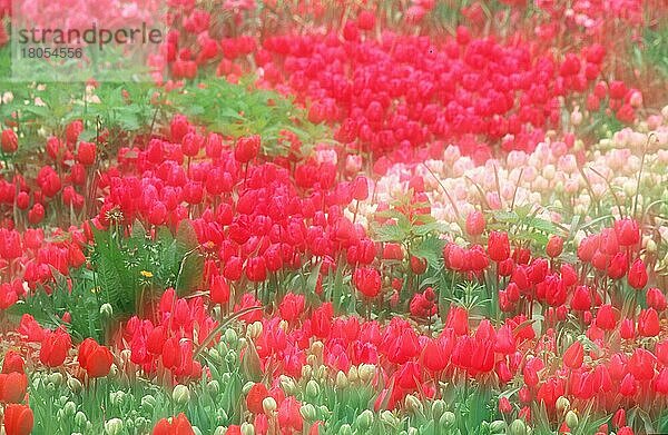 Bed of Tulips  Tulpenbeet  Blumen  blühend ing  Frühling  spring  Doppelbelichtung  double exposure  weich  soft  Querformat  horizontal