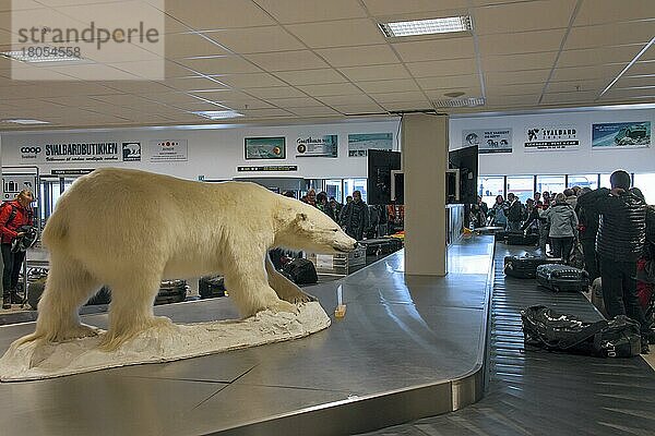 Ausgestopfter Eisbär (Ursus maritimus) an der Gepäckausgabe im Flughafen Svalbard  Longyear  Spitzbergen  Norwegen  Europa