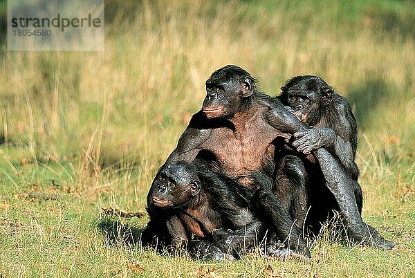Bonobos  Zwergschimpansen (Pan paniscus)  Familie (Tiere) (außen) (outdoor) (Wiese) (meadow) (frontal) (von vorne) (family) (Zuneigung) (affection) (Säugetiere) (mammals) (Menschenaffen) (Primaten) (Apes) (primates) (Querformat) (horizontal) (Gruppe) (group) (drei) (three) (sitzen) (sitting)