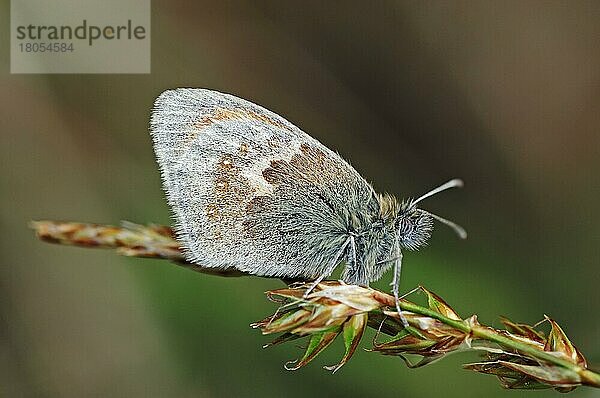 Kleiner Heufalter (Coenonympha pamphilus)  Texel  Kleines Wiesenvögelchen  seitlich  Niederlande  Europa