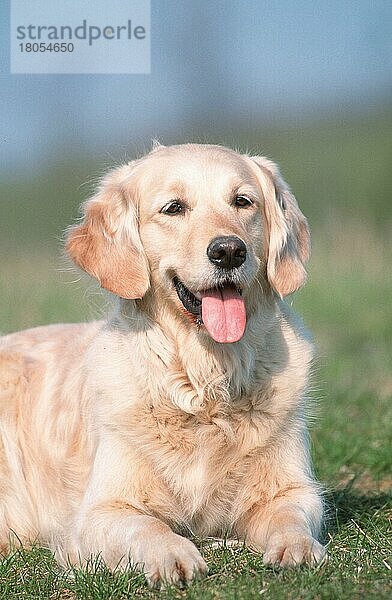 Golden Retriever (Saeugetiere) (mammals) (animals) (Haushund) (domestic dog) (Haustier) (Heimtier) (pet) (außen) (outdoor) (Wiese) (meadow) (hecheln) (panting) (liegen) (lying) (adult)