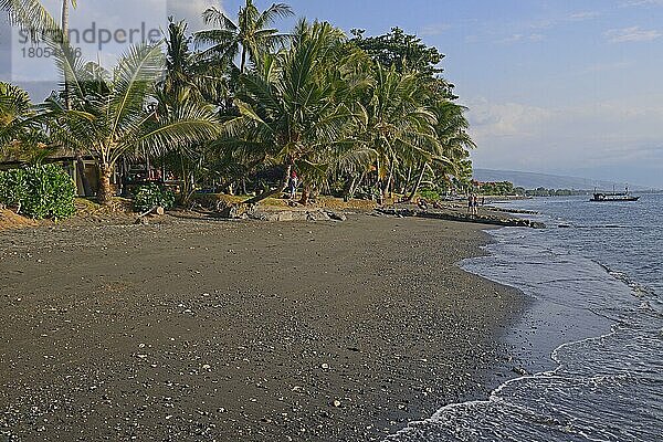 Kokospalmen (Cocos nucifera)  am schwarzen Lavastrand von Lovina  Nordbali  Bali  Indonesien  Asien