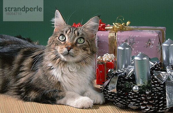 Maine Coon Katze zur Weihnachtszeit