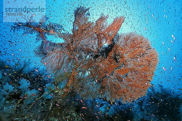 Filigraner Gorgonienfächer (Annella mollis) mit Schwarm Fahnenbarsche (Pseudoanthias)  Elpinstone Riff  Gegenlicht  Rotes Meer  Ägypten  Afrika