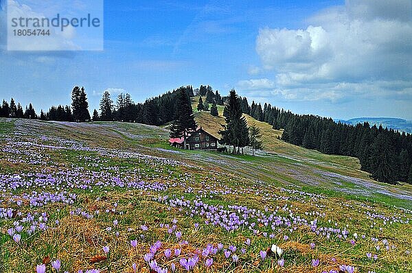 Krokus (Crocus)  Europa  Schwertliliengewächse  Krokuswiese  am Hündle  im Allgäu  Schwaben  Bayern  Deutschland  Europa