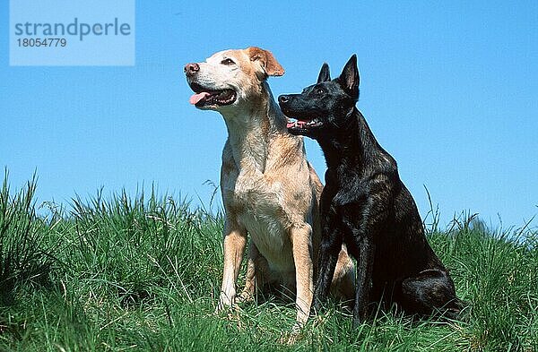 Holländischer Schäferhund und Mischlingshund  Hollandse Herder