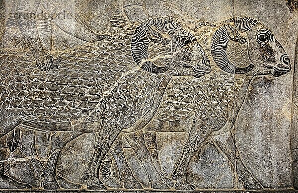 Relief-Detail der Delegation der Voelkerschaften  die Darius Geschenke bringen an der Treppe des Palastes Apadana  Persepolis  Persepolis  Iran