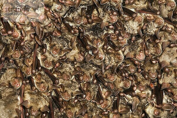 Große Mausohren (Myotis myotis)  Gruppe am Schlafplatz  Winterschlaf  überwinternd  Deutschland  Europa