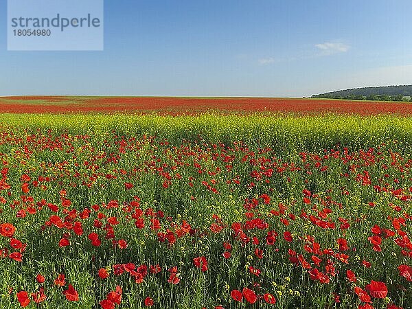 Klatschmohn  Feld bei Ketzin  Havelland  Brandenburg  Deutschland  Europa