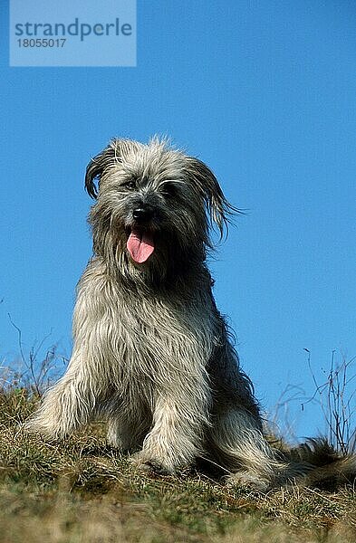 Pyrenäenschäferhund  Berger des Pyrenees