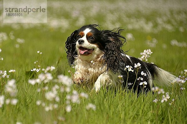 Cavalier King Charles Spaniel  Trikolore  Hündin  erwachsen