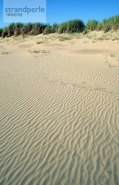 Sand dunes  De Slufter  Texel  Netherlands  Sanddünen (Strukturen) (structures) (Europa) (Landschaften) (landscapes)  Niederlande  Europa