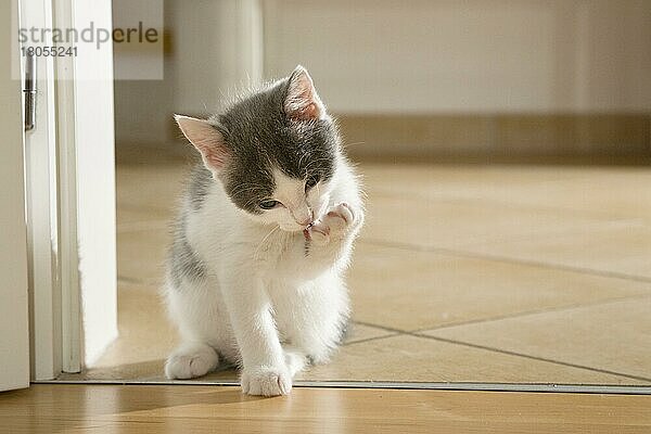 Hauskatze  Kätzchen