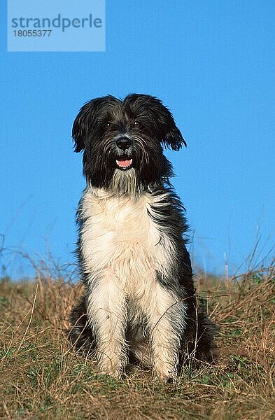 Mixed Breed Dog  Mischlingshund (animals) (Säugetiere) (mammals) (Haushund) (domestic dog) (Haustier) (Heimtier) (pet) (außen) (outdoor) (frontal) (head-on) (von vorne) (Wiese) (meadow) (schwarz-weiß) (black & white) (freundlich) (friendly) (sitzen) (sitting) (adult) (vertical)